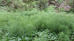 Equisetum