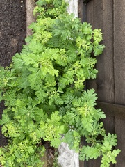 Tanacetum parthenium