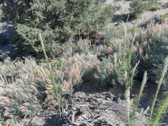 Thelypodium milleflorum