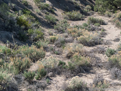 Thelypodium milleflorum