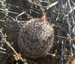 Mammillaria dioica
