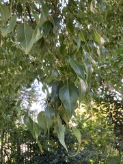 Brachychiton populneus populneus