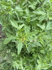 Sisymbrium officinale