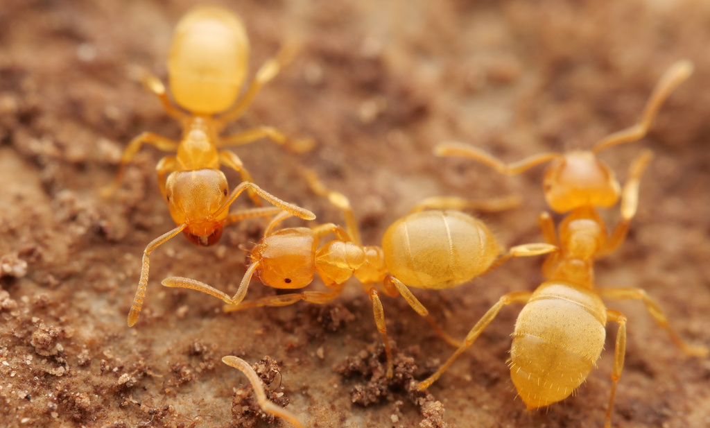 Lasius myops