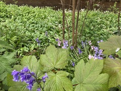 Hyacinthoides hispanica