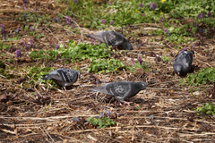 Columba livia domestica