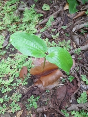 Cavanillesia platanifolia