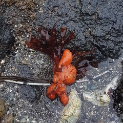 Metandrocarpa dura