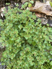 Chrysosplenium americanum