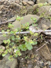 Chrysosplenium americanum