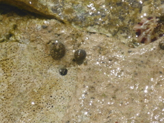 Cellana radians