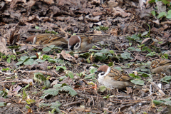 Passer montanus