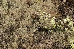 Aspalathus digitifolia