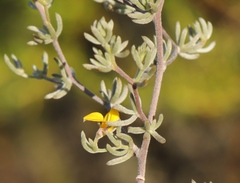 Aspalathus digitifolia