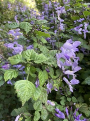 Plectranthus saccatus