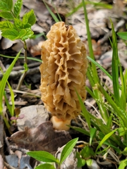 Morchella fluvialis
