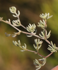 Aspalathus digitifolia