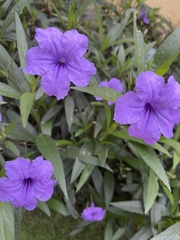 Ruellia