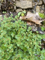 Chrysosplenium americanum