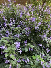 Plectranthus saccatus