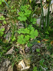 Oxalis grandis