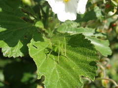 Isophya pyrenaea