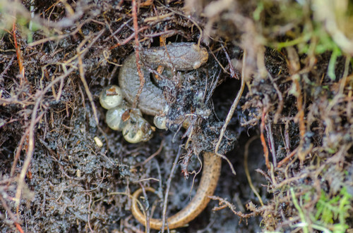 Four-toed Salamander