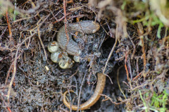 Four-Toed Salamander photo 4