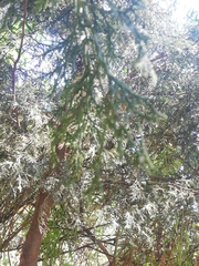 Tracheophyta