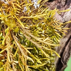 Cryphaea heteromalla