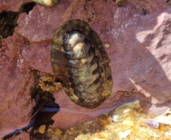 Onithochiton literatus