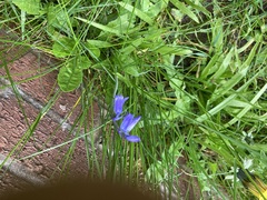 Hyacinthoides non-scripta