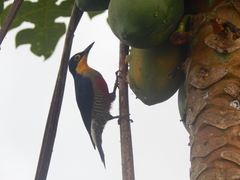 Melanerpes flavifrons