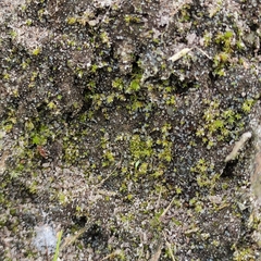 Trichodon cylindricus