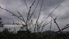 Salix cinerea