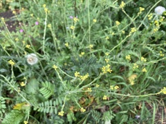 Sisymbrium officinale