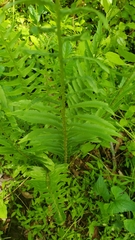 Polystichum acrostichoides