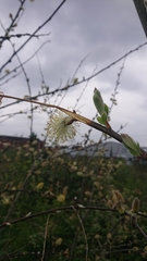Salix cinerea