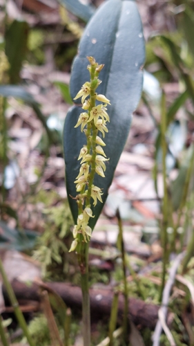 Image of Stelis galeata by (c) Juan Carlos Caicedo Hernández, some rights reserved (CC BY)