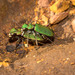 Emerald Tiger Beetle - Photo (c) Marinus de Jager, some rights reserved (CC BY-NC), uploaded by Marinus de Jager
