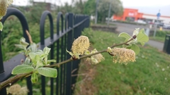 Salix cinerea