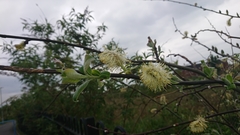 Salix cinerea