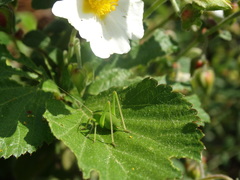 Isophya pyrenaea