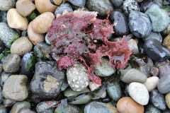 Chondracanthus