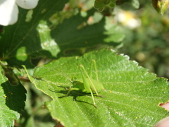 Isophya pyrenaea