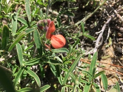 Indigofera candicans