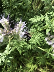 Xylocopa tabaniformis