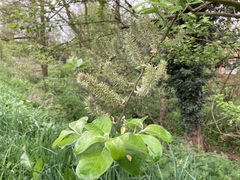 Salix