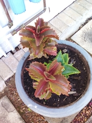 Kalanchoe sexangularis