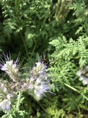 Xylocopa tabaniformis